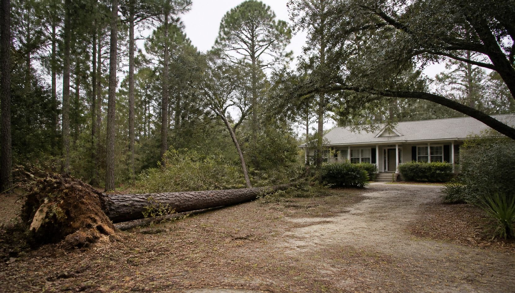 Fallen pine tree in a coastal North Carolina residential yard after a storm